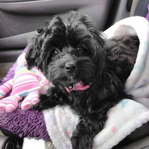 Meet your Posher, Tracy